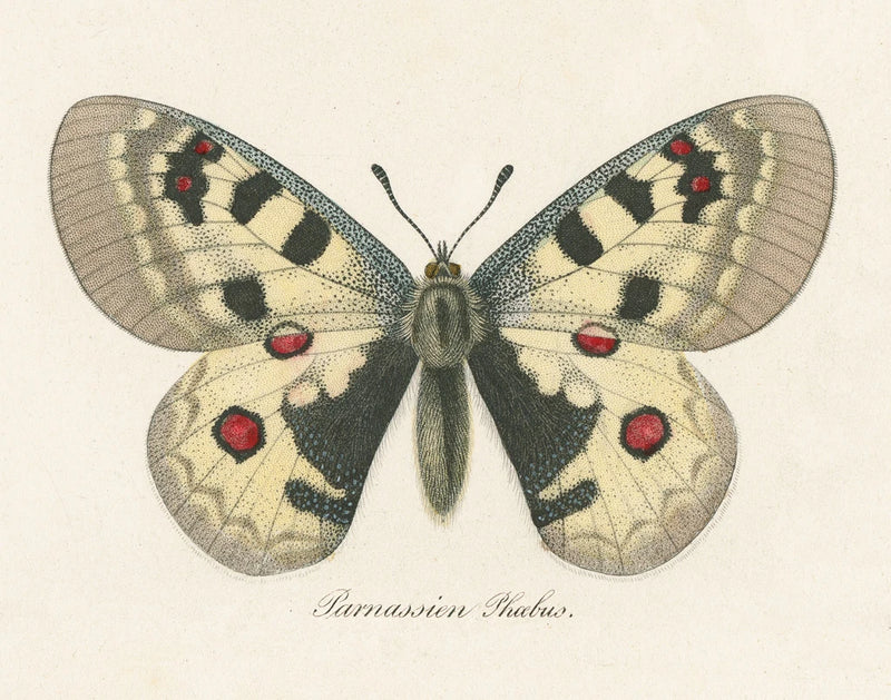 Natures Butterfly III by Wild Apple Portfolio