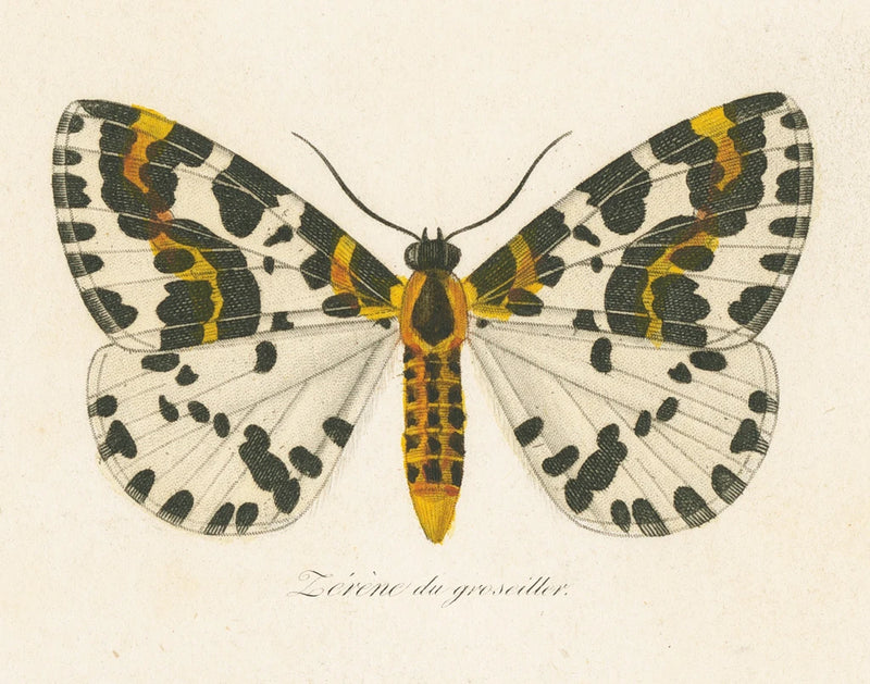 Natures Butterfly IV by Wild Apple Portfolio