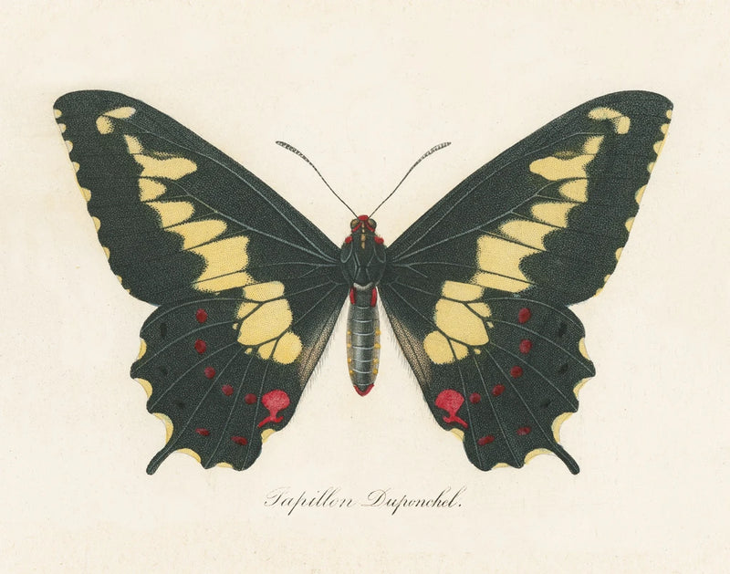 Natures Butterfly VI by Wild Apple Portfolio