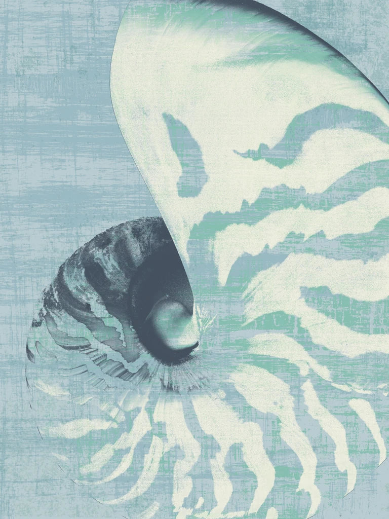 Nautilus on Blue by Wild Apple Portfolio