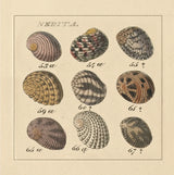 Nertia by Wild Apple Portfolio. SKU 10584a. Archival Giclee Fine art print for wall decor.