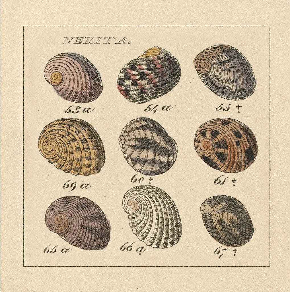 Nertia by Wild Apple Portfolio. SKU 10584a. Archival Giclee Fine art print for wall decor.