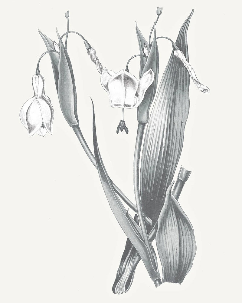 Neutral Botanical II by Wild Apple Portfolio
