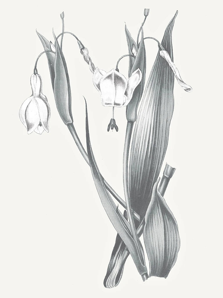 Neutral Botanical II by Wild Apple Portfolio