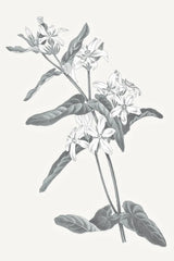 Neutral Botanical IV by Wild Apple Portfolio. SKU 30695h. Archival Giclee Fine art print for wall decor.