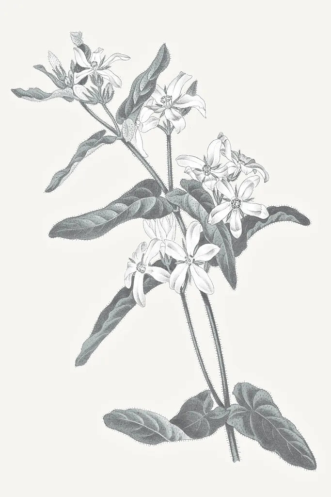 Neutral Botanical IV by Wild Apple Portfolio. SKU 30695h. Archival Giclee Fine art print for wall decor.