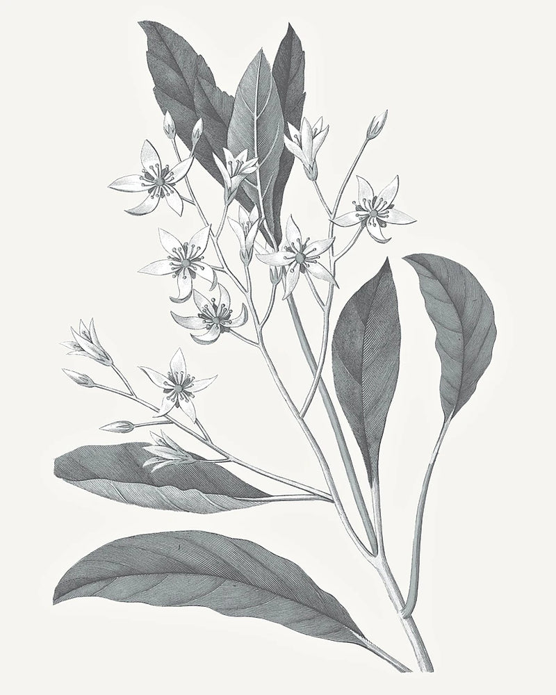 Neutral Botanical V by Wild Apple Portfolio