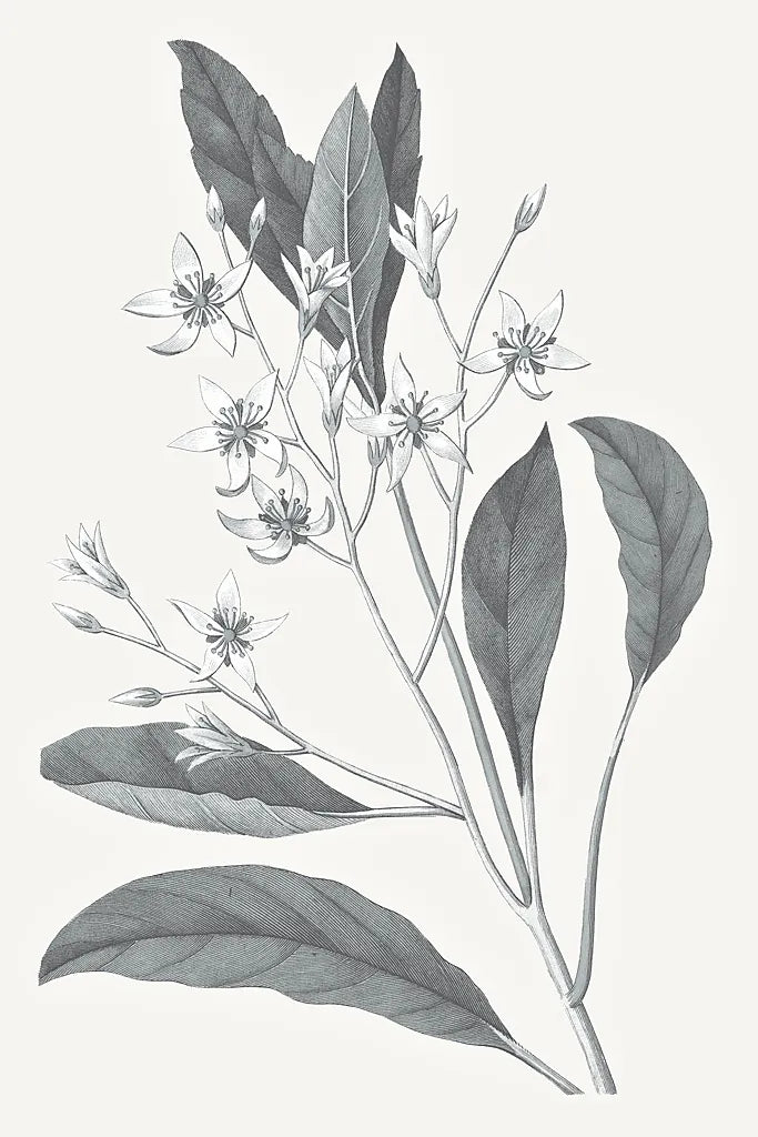 Neutral Botanical V by Wild Apple Portfolio. SKU 30696h. Archival Giclee Fine art print for wall decor.