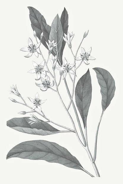 Neutral Botanical V by Wild Apple Portfolio. SKU 30696h. Archival Giclee Fine art print for wall decor.