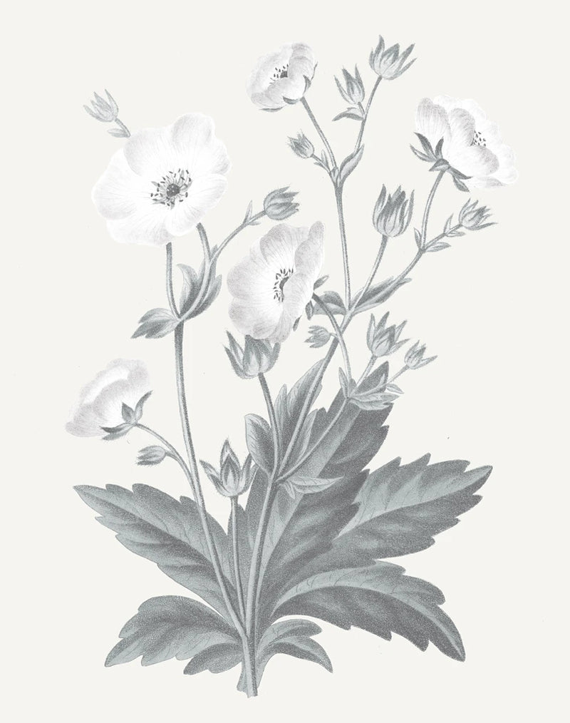 Neutral Botanical VI by Wild Apple Portfolio