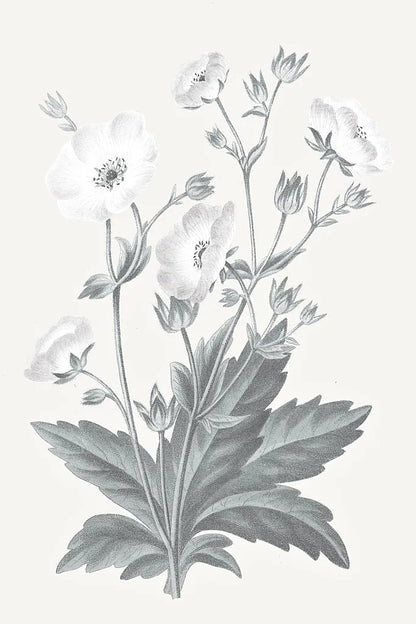 Neutral Botanical VI by Wild Apple Portfolio. SKU 30697h. Archival Giclee Fine art print for wall decor.