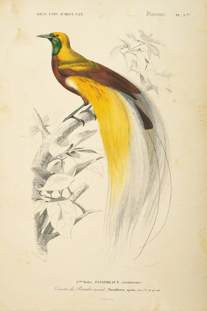 Oiseaux de Paradis by Wild Apple Portfolio. SKU 52059h. Archival Giclee Fine art print for wall decor.