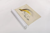 Oiseaux de Paradis by Wild Apple Portfolio. shown as a rolled paper print. Available as archival giclee rolled canvas, fine art paper, or poster print. SKU 52059h.