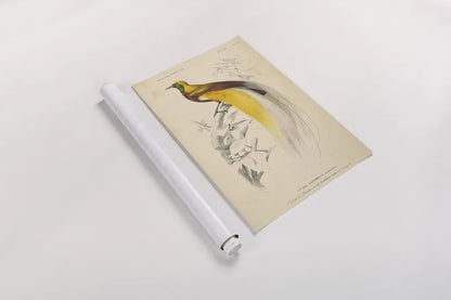 Oiseaux de Paradis by Wild Apple Portfolio. shown as a rolled paper print. Available as archival giclee rolled canvas, fine art paper, or poster print. SKU 52059h.