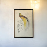 Oiseaux de Paradis by Wild Apple Portfolio. shown as a paper print in a black flame. Available as a archival giclee rolled canvas, fine art paper, or poster print. SKU 52059h.