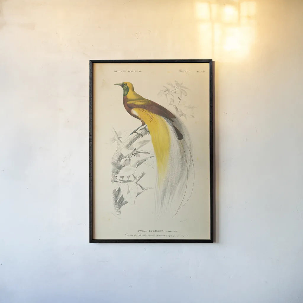 Oiseaux de Paradis by Wild Apple Portfolio. shown as a paper print in a black flame. Available as a archival giclee rolled canvas, fine art paper, or poster print. SKU 52059h.