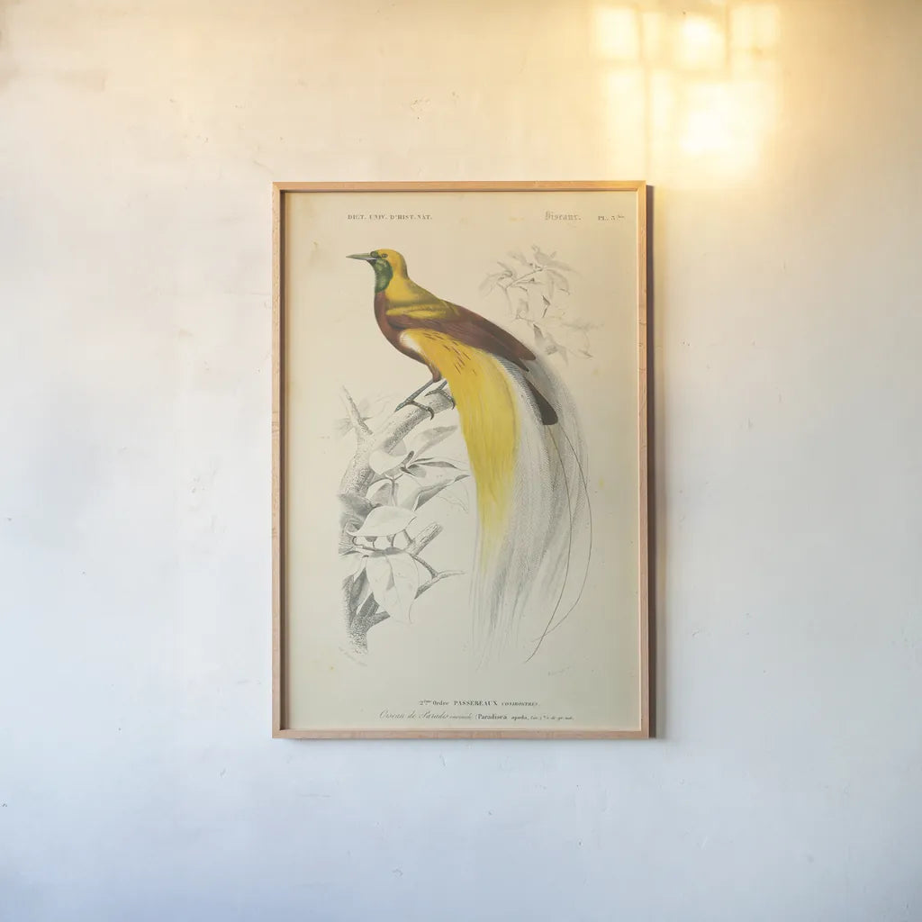 Oiseaux de Paradis by Wild Apple Portfolio. shown as a paper print in a natural frame. Available as a archival giclee rolled canvas, fine art paper, or poster print. SKU 52059h.