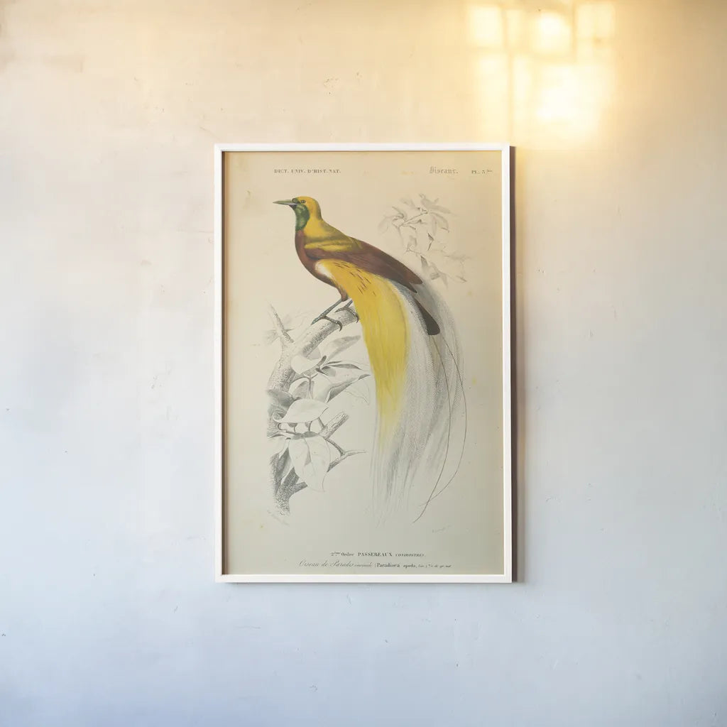 Oiseaux de Paradis by Wild Apple Portfolio. shown as a paper print in a white frame. Available as a archival giclee rolled canvas, fine art paper, or poster print. SKU 52059h.
