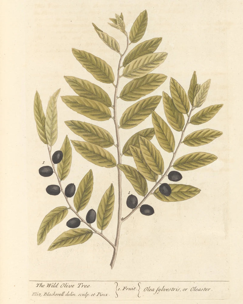 Olive Branch I by Wild Apple Portfolio