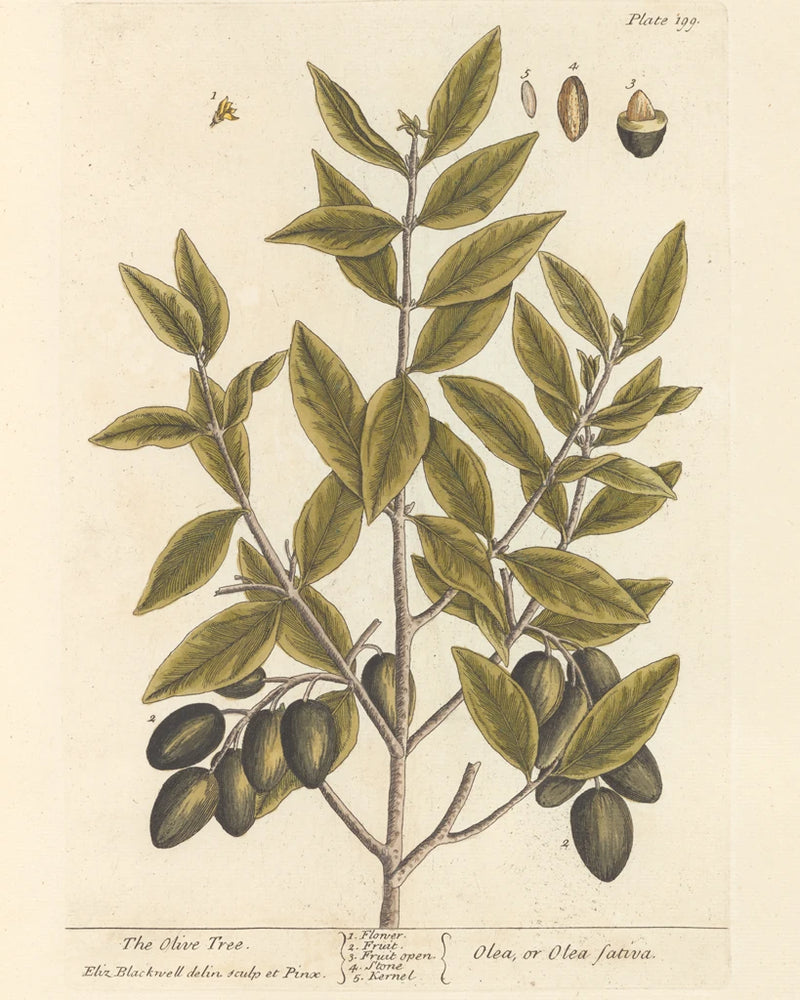 Olive Branch II by Wild Apple Portfolio