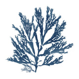 Pacific Sea Mosses Blue on White I by Wild Apple Portfolio. SKU 53891a. Archival Giclee Fine art print for wall decor.