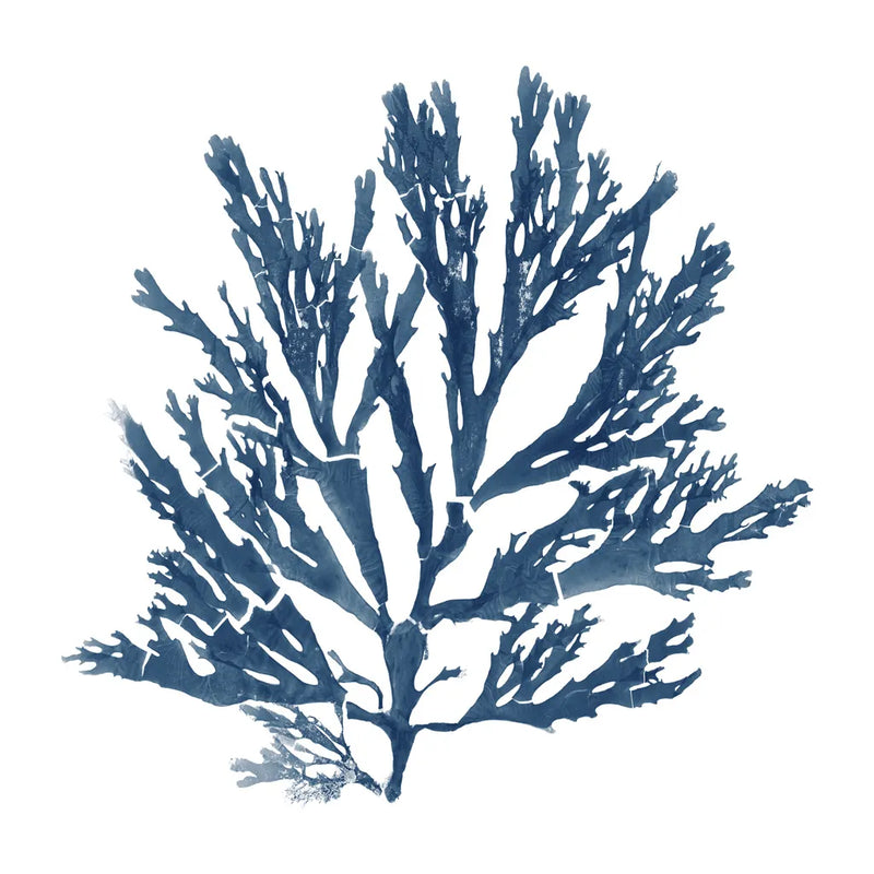 Pacific Sea Mosses Blue on White I by Wild Apple Portfolio. SKU 53891a. Archival Giclee Fine art print for wall decor.
