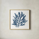 Pacific Sea Mosses Blue on White I by Wild Apple Portfolio. Shown in a natural wood glass frame for a timeless modern aesthetic. Available as an archival giclee rolled canvas, fine art paper, or poster print. SKU 53891a.