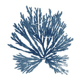 Pacific Sea Mosses Blue on White II by Wild Apple Portfolio. SKU 53892a. Archival Giclee Fine art print for wall decor.