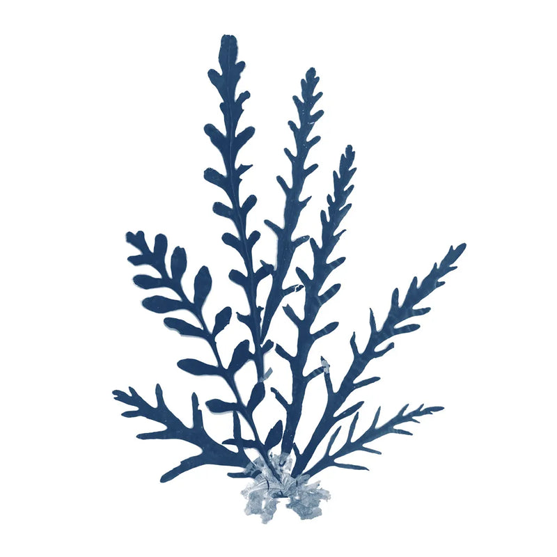 Pacific Sea Mosses Blue on White III by Wild Apple Portfolio. SKU 53893a. Archival Giclee Fine art print for wall decor.