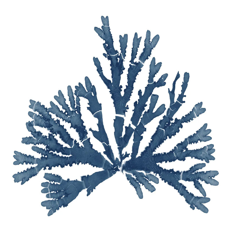 Pacific Sea Mosses Blue on White IV by Wild Apple Portfolio. SKU 53894a. Archival Giclee Fine art print for wall decor.