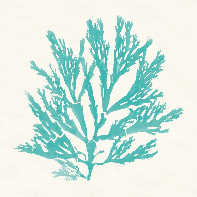 Pacific Sea Mosses I Aqua by Wild Apple Portfolio. SKU 55908a. Archival Giclee Fine art print for wall decor.