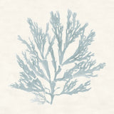 Pacific Sea Mosses I Blue by Wild Apple Portfolio. SKU 87173a. Archival Giclee Fine art print for wall decor.