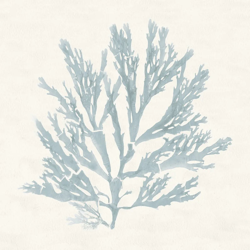 Pacific Sea Mosses I Blue by Wild Apple Portfolio. SKU 87173a. Archival Giclee Fine art print for wall decor.