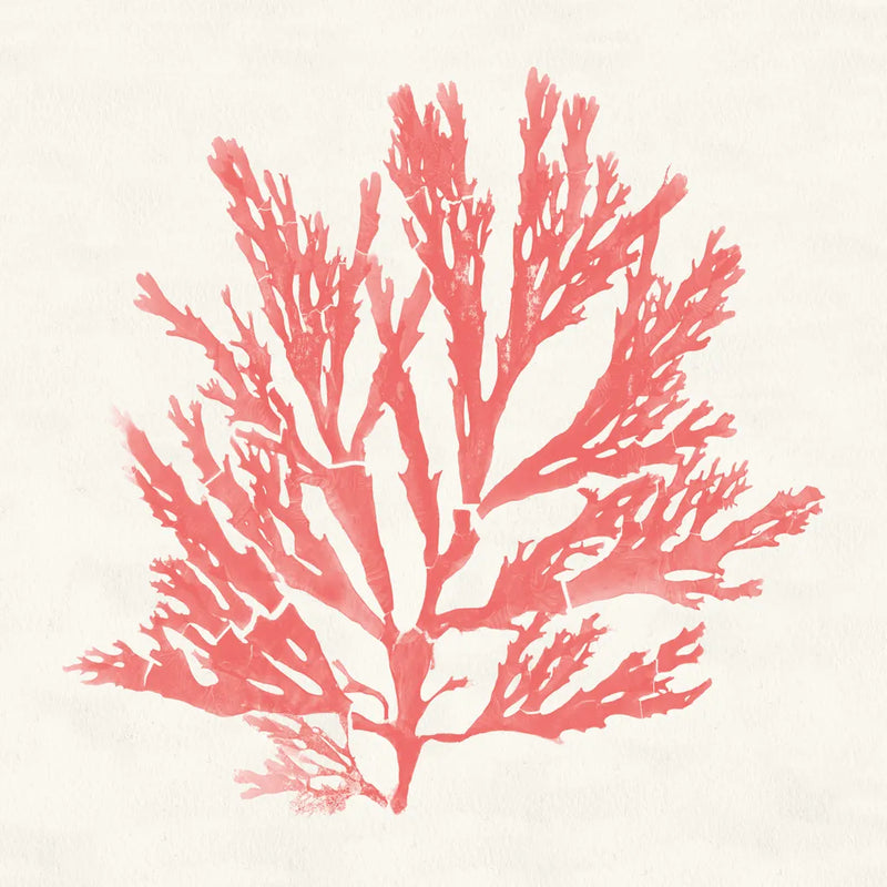 Pacific Sea Mosses I Coral by Wild Apple Portfolio. SKU 55904a. Archival Giclee Fine art print for wall decor.