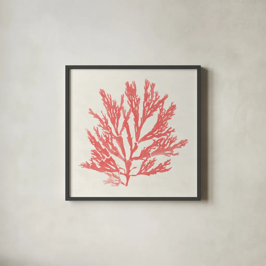 Pacific Sea Mosses I Coral by Wild Apple Portfolio. Shown in a sleek black glass frame for a contemporary gallery look. Available as an archival giclee rolled canvas, fine art paper, or poster print. SKU 55904a.