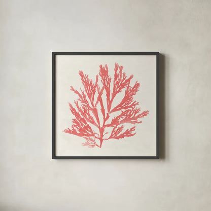 Pacific Sea Mosses I Coral by Wild Apple Portfolio. Shown in a sleek black glass frame for a contemporary gallery look. Available as an archival giclee rolled canvas, fine art paper, or poster print. SKU 55904a.