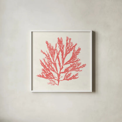 Pacific Sea Mosses I Coral by Wild Apple Portfolio. Shown in a crisp white glass frame for a clean and minimalist style. Available as an archival giclee rolled canvas, fine art paper, or poster print. SKU 55904a.