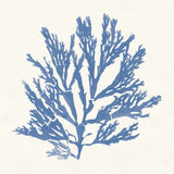 Pacific Sea Mosses I Light Blue by Wild Apple Portfolio. SKU 55912a. Archival Giclee Fine art print for wall decor.
