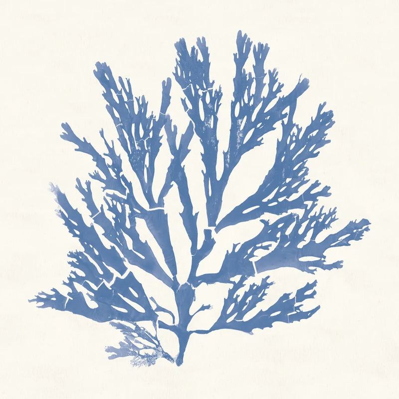 Pacific Sea Mosses I Light Blue by Wild Apple Portfolio. SKU 55912a. Archival Giclee Fine art print for wall decor.