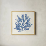 Pacific Sea Mosses I Light Blue by Wild Apple Portfolio. Shown in a natural wood glass frame for a timeless modern aesthetic. Available as an archival giclee rolled canvas, fine art paper, or poster print. SKU 55912a.
