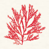 Pacific Sea Mosses I Red by Wild Apple Portfolio. SKU 55916a. Archival Giclee Fine art print for wall decor.