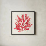 Pacific Sea Mosses I Red by Wild Apple Portfolio. Shown in a sleek black glass frame for a contemporary gallery look. Available as an archival giclee rolled canvas, fine art paper, or poster print. SKU 55916a.