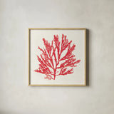 Pacific Sea Mosses I Red by Wild Apple Portfolio. Shown in a natural wood glass frame for a timeless modern aesthetic. Available as an archival giclee rolled canvas, fine art paper, or poster print. SKU 55916a.
