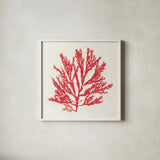 Pacific Sea Mosses I Red by Wild Apple Portfolio. Shown in a crisp white glass frame for a clean and minimalist style. Available as an archival giclee rolled canvas, fine art paper, or poster print. SKU 55916a.