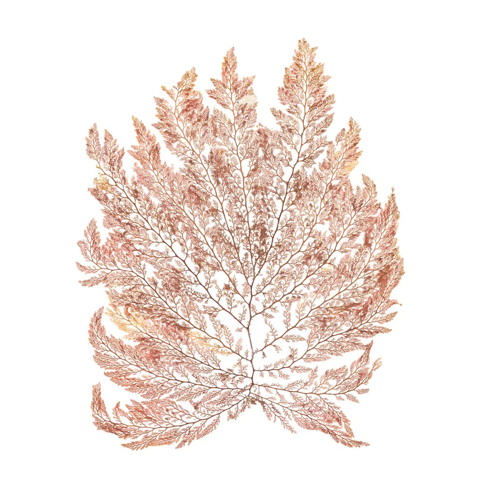 Pacific Sea Mosses I White Sq by Wild Apple Portfolio. SKU 51608a. Archival Giclee Fine art print for wall decor.