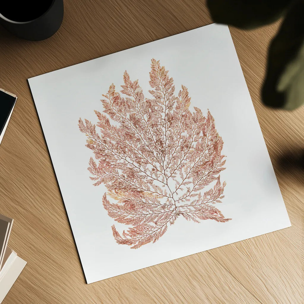 Pacific Sea Mosses I White Sq by Wild Apple Portfolio. Shown as a detailed flat fine art print, highlighting archival giclee quality. Available as an archival giclee rolled canvas, fine art paper, or poster print. SKU 51608a.