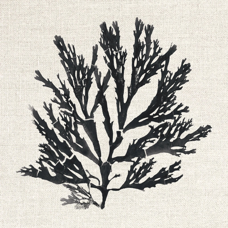 Pacific Sea Mosses I on Linen by Wild Apple Portfolio