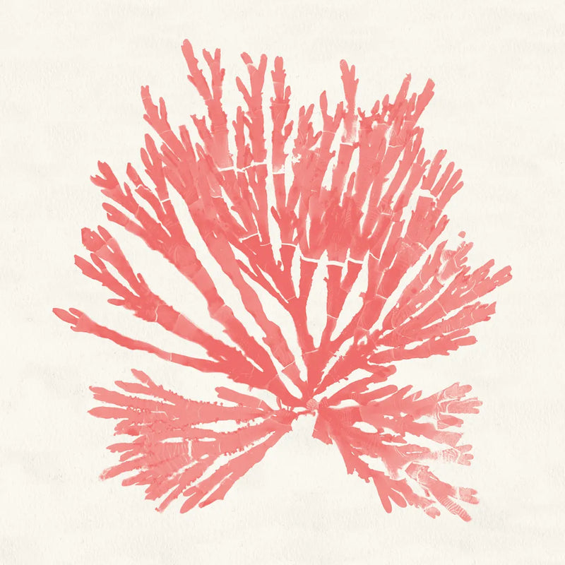 Pacific Sea Mosses II Coral by Wild Apple Portfolio. SKU 55905a. Archival Giclee Fine art print for wall decor.