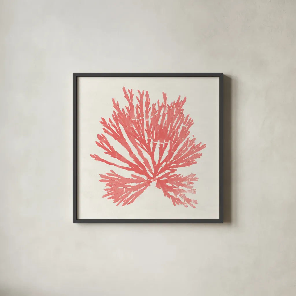 Pacific Sea Mosses II Coral by Wild Apple Portfolio. Shown in a sleek black glass frame for a contemporary gallery look. Available as an archival giclee rolled canvas, fine art paper, or poster print. SKU 55905a.