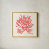 Pacific Sea Mosses II Coral by Wild Apple Portfolio. Shown in a natural wood glass frame for a timeless modern aesthetic. Available as an archival giclee rolled canvas, fine art paper, or poster print. SKU 55905a.